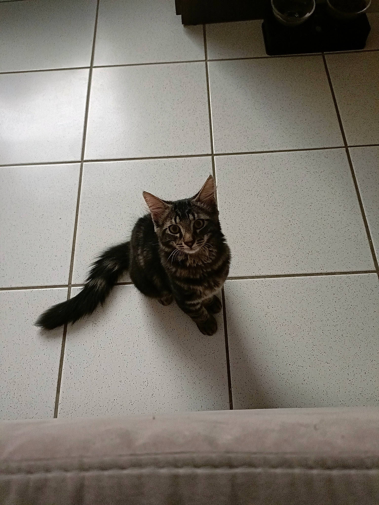 Blacky participe au concours pour gagner de l'argent avec cette photo : black_cat, carnivore, cat, comfort, domestic_short_haired_cat, felidae, floor, flooring, fur, grey, hardwood, human_leg, line, metal, road_surface, small_to_medium_sized_cats, snout, tail, whiskers, wood