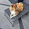 animal, backyard, brown, calm, canine, daytime, dog, domestic_animal, fluffy, fur, furniture, lounge_chair, outdoor, patio, pet, quiet, relaxing, resting, shetland_sheepdog, white