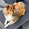 animal, calm, canine, chair, companion, dog, domestic_animal, fluffy, furniture, golden_fur, lounging, modern, outdoor, patio, pet, portrait, relaxed, resting, side_view, well_groomed