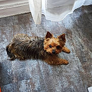 Maya participe au concours pour gagner de l'argent avec cette photo : dog, small_dog, yorkshire_terrier, pet, indoor, floor, curtain, fur, animal, cute, looking_up, ears, brown_fur, tan_fur, texture, home, domestic_animal, companion, animal_portrait, relaxed
