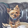 dog, puppy, small_dog, yorkshire_terrier, pet, cute, fur, ears, collar, leather_couch, pillow, indoor, animal, portrait, looking, resting, front_paws, brown_fur, black_fur, domestic_animal
