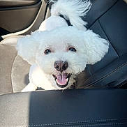 Toby is registered to the contest to win money with this photo: dog, white_dog, fluffy, car_seat, happy, pet, tail, fur, smiling, inside_car, sunlight, cute, animal, canine, companion, portrait, seat, leather, joyful, wags_tail