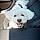 Toby