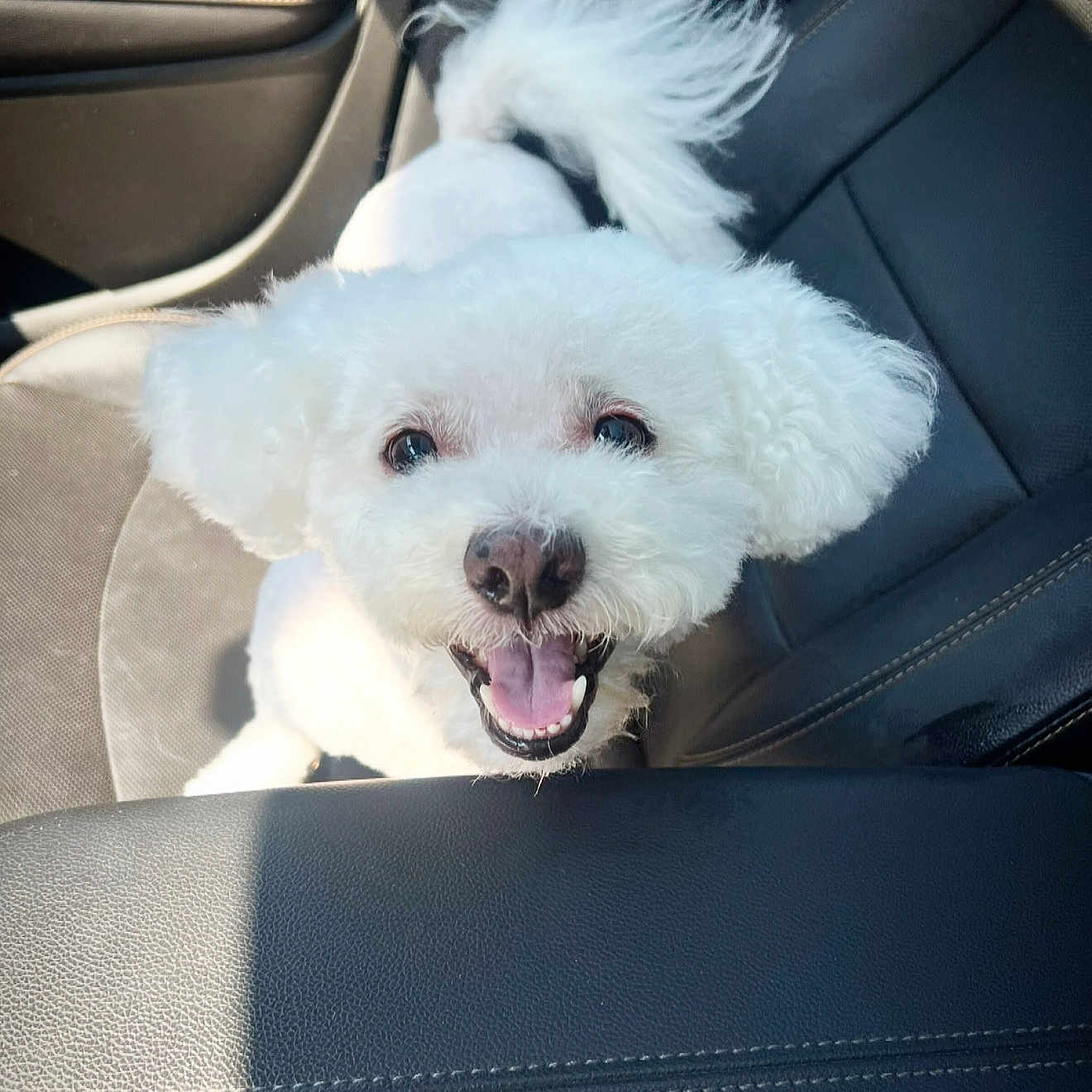 Toby is registered to the contest to win money with this photo: animal, canine, car_seat, companion, cute, dog, fluffy, fur, happy, inside_car, joyful, leather, pet, portrait, seat, smiling, sunlight, tail, wags_tail, white_dog