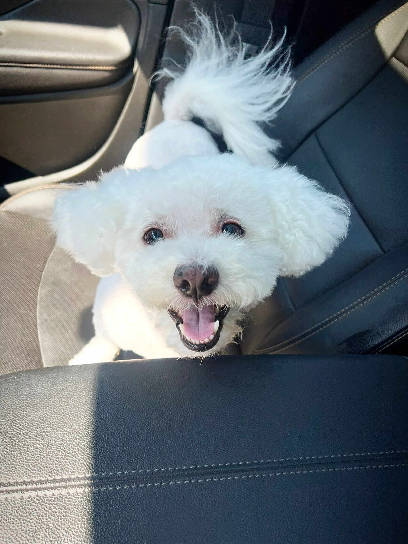 Toby