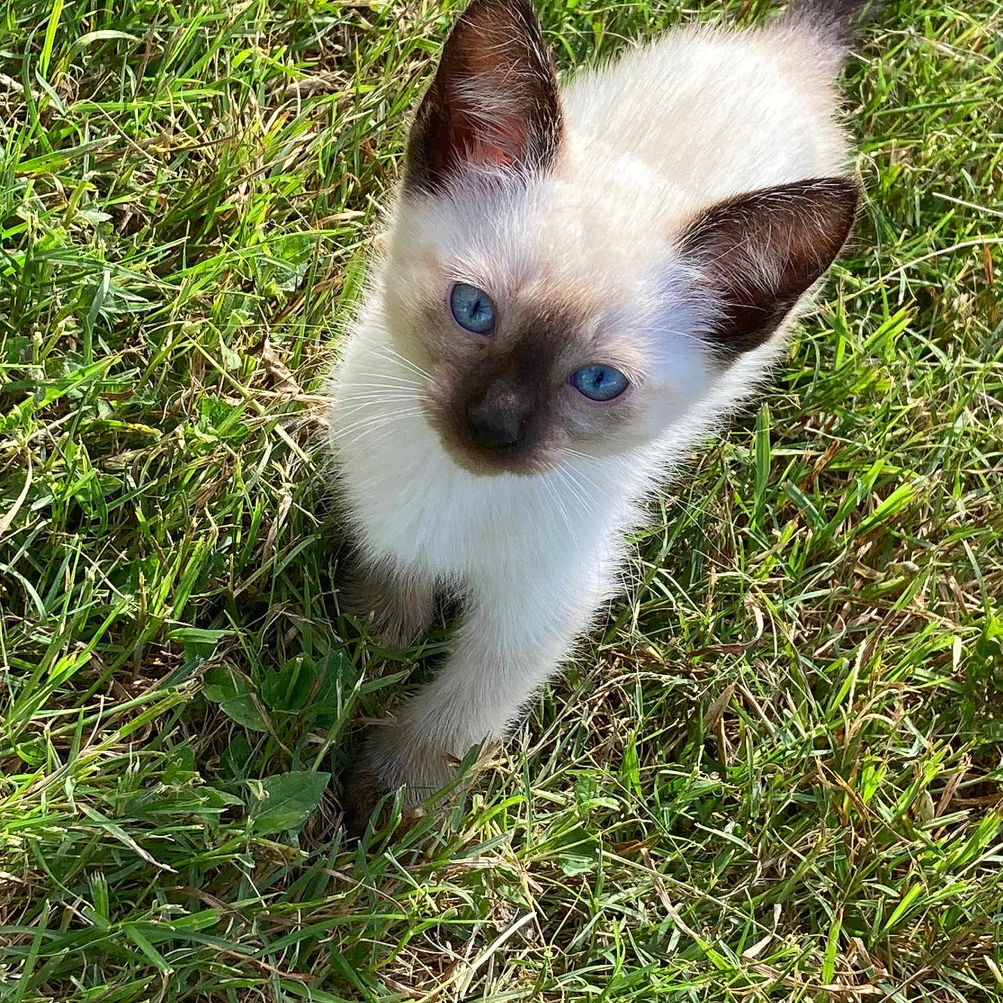 Coconut