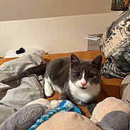 Athena participe au concours pour gagner de l'argent avec cette photo : cat, gray_cat, white_cat, pet, indoor, cozy, blanket, plush_toy, soft_toy, feline, animal, cute, resting, curious, pink_nose, whiskers, ears, paws, home, comfort