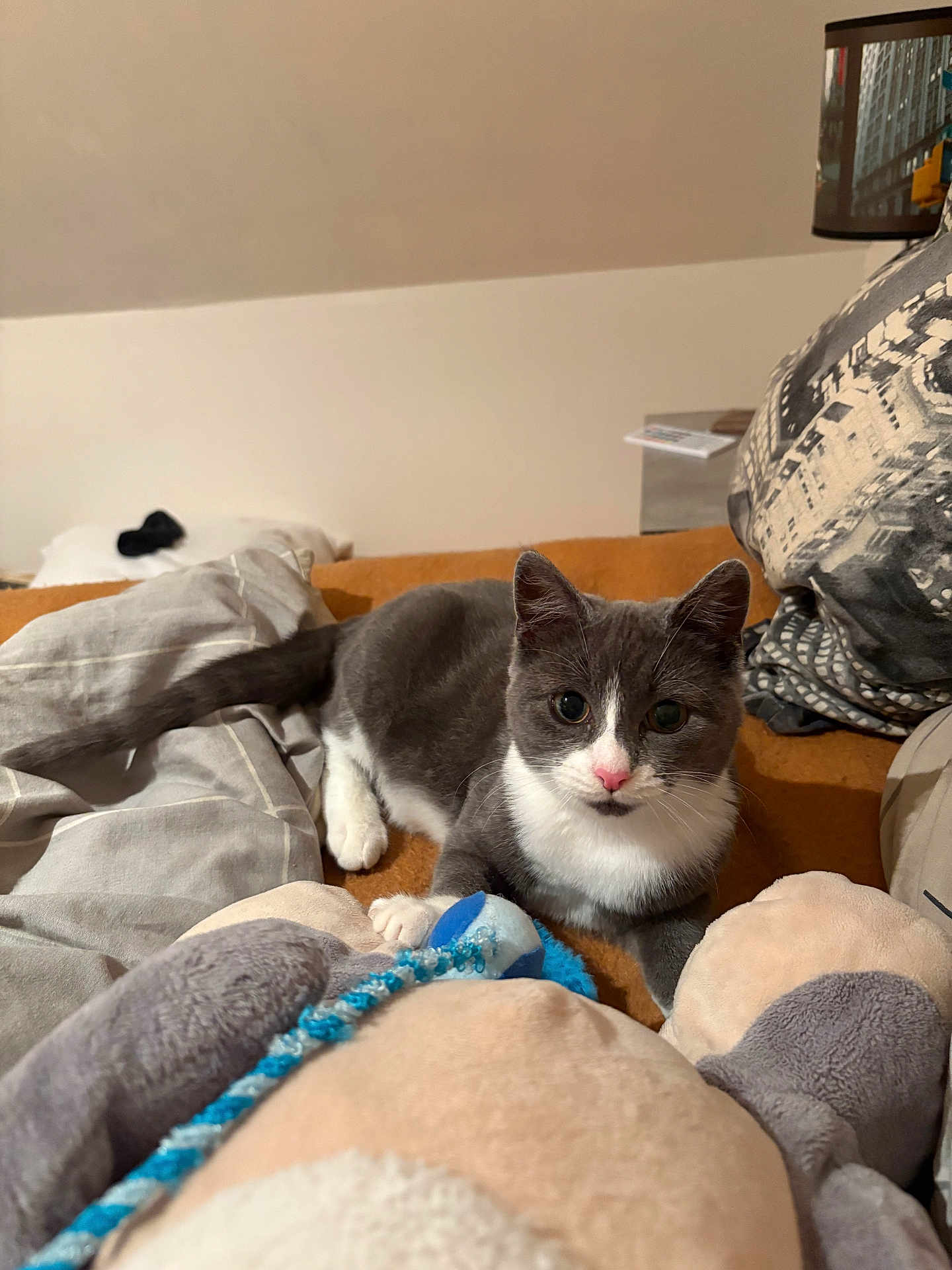 Athena participe au concours pour gagner de l'argent avec cette photo : cat, gray_cat, white_cat, pet, indoor, cozy, blanket, plush_toy, soft_toy, feline, animal, cute, resting, curious, pink_nose, whiskers, ears, paws, home, comfort