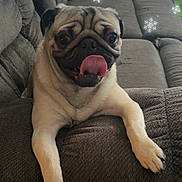 Kenobi joined the competition — help win amazing prizes! pug, dog, tongue_out, couch, indoor, pet, brown, cozy, fur, animal, happy, snout, paw, sitting, relaxed, winter_effect, snowflake, closeup, companion, cute