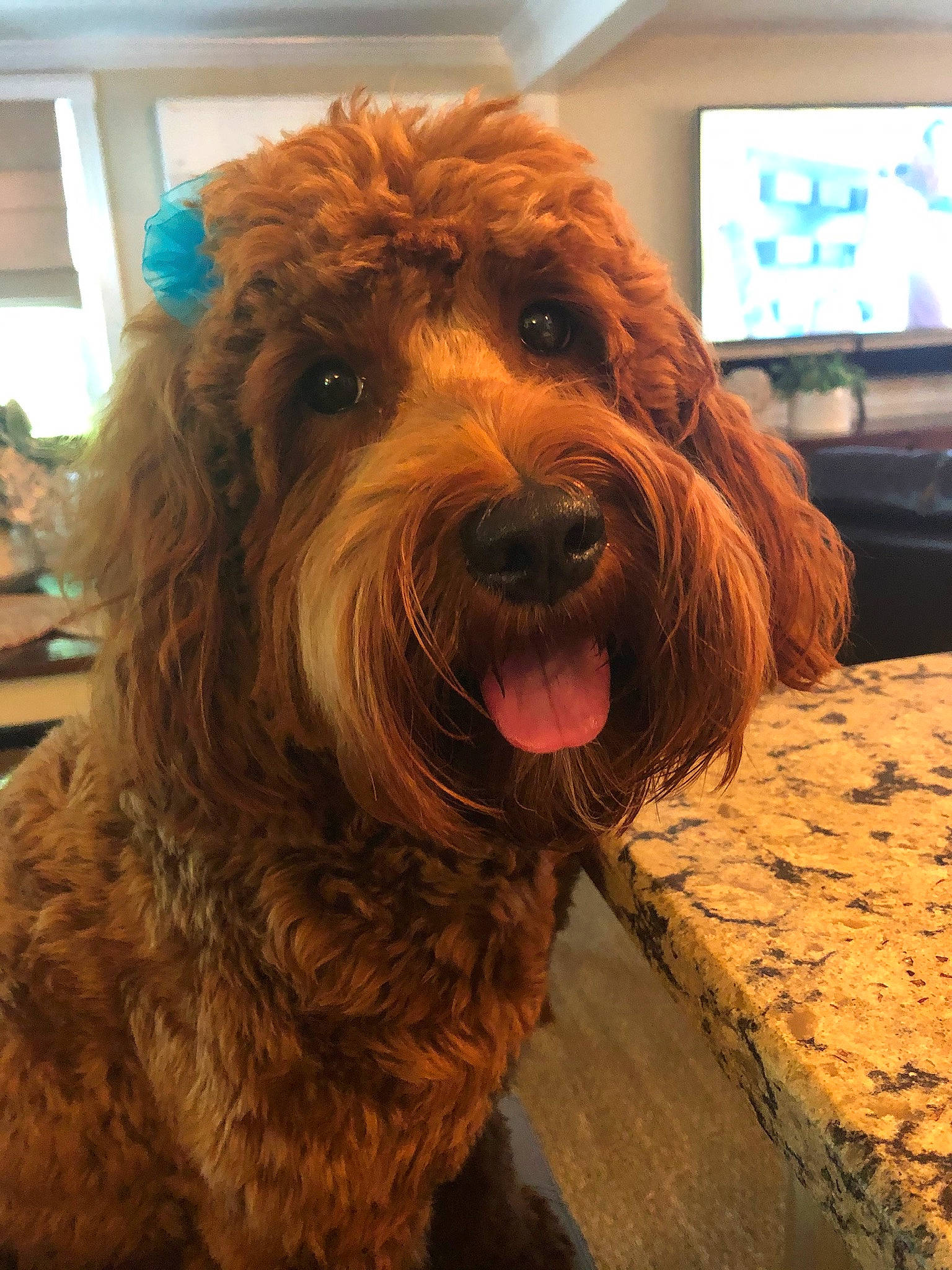 Clarabelle joined the competition — help win amazing prizes! cable_television, canidae, carnivore, companion_dog, display_device, dog, dog_breed, dog_collar, flooring, fur, home_appliance, liver, snout, sporting_group, television, terrier, toy_dog, water_dog, wood, working_animal