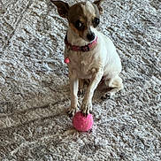 Penny Lane joined the competition — help win amazing prizes! dog, small_dog, sitting, white_fur, brown_fur, pointed_ears, collar, pink_collar, pink_ball, toy, carpet, indoor, pet, cute, alert, looking_at_camera, paws, short_hair, portrait, playtime