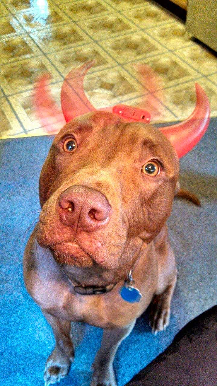 Capone is registered to the contest to win money with this photo: art, bovine, bull, canidae, dog_breed, fawn, flooring, fur, horn, liver, livestock, ox, snout, sporting_group, suidae, terrestrial_animal, whiskers, wood, working_animal, wrinkle