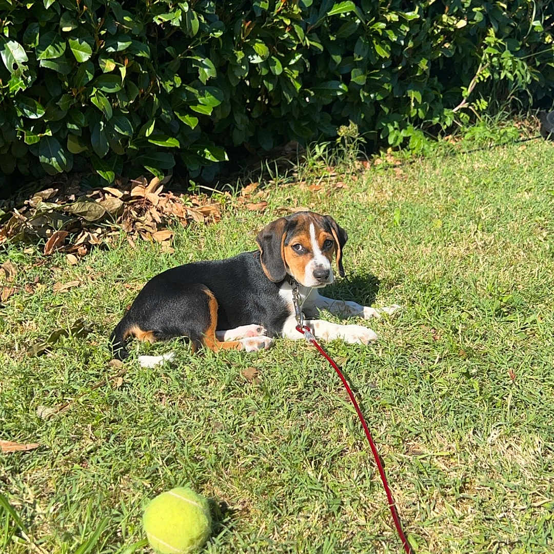 Jalya participe au concours pour gagner de l'argent avec cette photo : accessories, animal, ball, beagle, canine, dog, grass, herbal, herbs, hound, leash, pet, plant, puppy, sphere, sport, strap, tennis, tennisball, vegetation