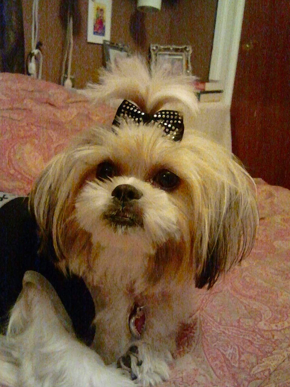 Asia is registered to the contest to win money with this photo: biewer_terrier, canidae, carnivore, companion_dog, dog, dog_breed, dog_supply, fur, liver, mal_shi, maltepoo, puppy, shih_poo, shih_tzu, small_terrier, snout, sporting_group, terrier, toy_dog, working_animal