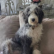 Tonka is registered to the contest to win money with this photo: calm, chair, couch, cozy, curly_hair, curtains, decor, dog, flowers, fluffy, furniture, home, indoor, living_room, pet, pink_roses, relaxed, table, vase, window