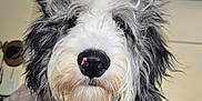 Tonka is registered to the contest to win money with this photo: animal, black, collar, companion, couch, cute, dog, fluffy, friendly, fur, furry, household, indoors, living_room, mammal, nose, pet, portrait, tag, white