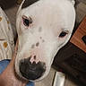 De De is registered to the contest to win money with this photo: dog, white_dog, black_spots, close_up, pet, animal, indoor, face, snout, eyes, hand, furniture, floor, bottle, household, canine, portrait, looking, domestic, companion