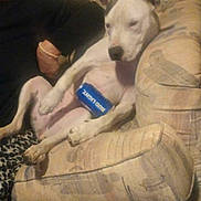 De De joined the competition — help win amazing prizes! dog, white_dog, can, bud_light, couch, furniture, indoor, relaxed, sprawled, resting, person_partial, animal, pet, living_room, patterned_couch, beige, seated, sleepy, domestic, companion