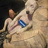 dog, white_dog, can, bud_light, couch, furniture, indoor, relaxed, sprawled, resting, person_partial, animal, pet, living_room, patterned_couch, beige, seated, sleepy, domestic, companion