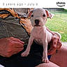 De De is registered to the contest to win money with this photo: puppy, dog, white_dog, pet, animal, lap, person, hand, outdoor, grass, fence, cute, young_dog, sitting, looking, small, short_hair, ears, nose, portrait