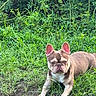 dog, french_bulldog, grass, greenery, outdoor, pet, animal, nature, plant, canine, mammal, fur, ears, face, eyes, ground, laying, alert, portrait, summer