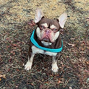 Petro is registered to the contest to win money with this photo: dog, french_bulldog, pet, animal, outdoor, grass, dirt, brown, blue_harness, ears, cute, looking_up, canine, ground, nature, mammal, domestic_animal, portrait, small_dog, alert