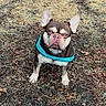 dog, french_bulldog, pet, animal, outdoor, grass, dirt, brown, blue_harness, ears, cute, looking_up, canine, ground, nature, mammal, domestic_animal, portrait, small_dog, alert