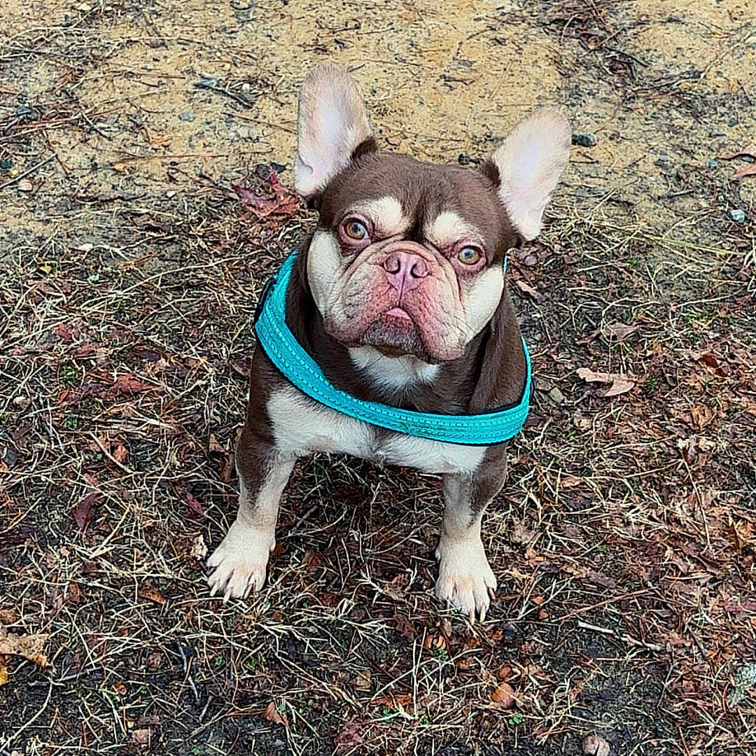 Petro