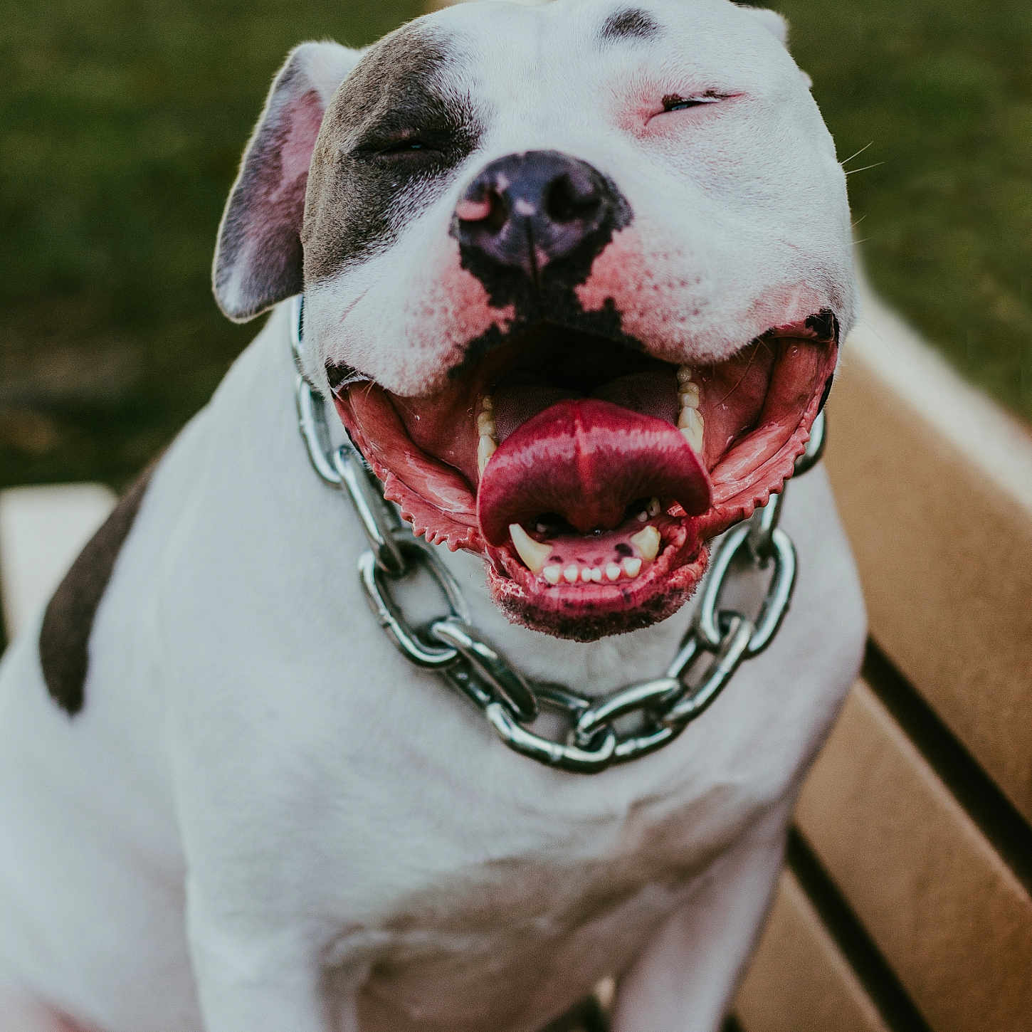 Charlie is registered to the contest to win money with this photo: animal, bench, canine, chain_collar, close_up, daylight, dog, friendly, fur, happy, joyful, outdoor, park, pet, playful, sitting, smiling, tongue, tongue_out, white_dog