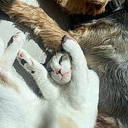 Pops a rejoint le concours — aidez-le/la à gagner de superbes lots ! animal, cat, companion, cozy, cute, dog, domestic, floor, friendship, fur, indoor, paw, peaceful, pet, relaxation, resting, sleeping, stretching, sunlight, tile