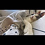 Pops a rejoint le concours — aidez-le/la à gagner de superbes lots ! animal, bed, blanket, calico, cat, comfort, cozy, cute, domestic, fur, indoor, patterned, paw, pet, quiet, relaxed, resting, sleeping, soft, white