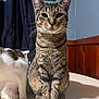 Snoop joined the competition — help win amazing prizes! cat, tabby_cat, pet, indoor, feline, animal, whiskers, ears, fur, sitting, looking_at_camera, close_up, domestic_cat, two_cats, wood_paneling, blue_wall, curtain, table, shadow, calm