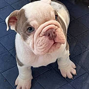 Strawberry joined the competition — help win amazing prizes! puppy, bulldog, dog, pet, animal, cute, wrinkles, fur, ears, paws, blue_background, indoor, looking_up, young, mammal, closeup, small, adorable, quadruped, domestic