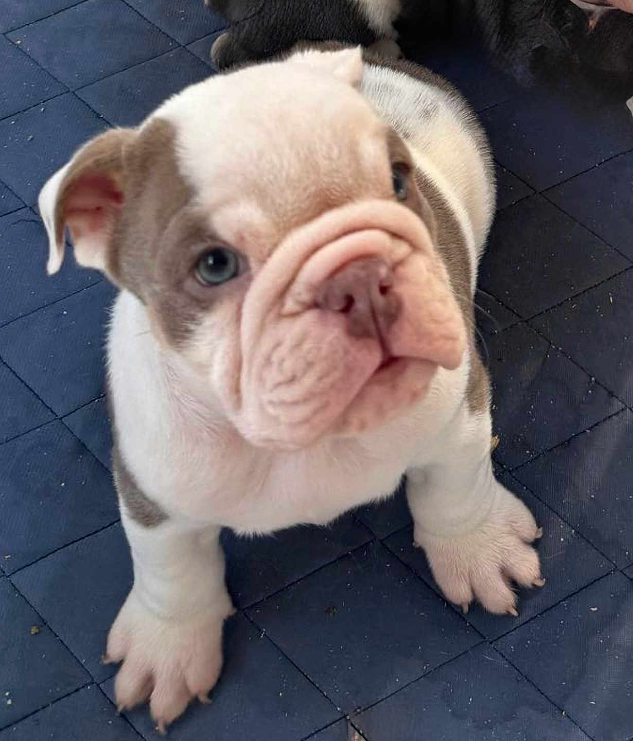 Strawberry joined the competition — help win amazing prizes! puppy, bulldog, dog, pet, animal, cute, wrinkles, fur, ears, paws, blue_background, indoor, looking_up, young, mammal, closeup, small, adorable, quadruped, domestic