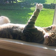 Shadow joined the competition — help win amazing prizes! cat, tabby, window, windowsill, sunlight, paw, greenery, screen, indoor, relaxed, pet, animal, fur, whiskers, playful, resting, home, daylight, nature, houseplant