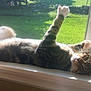 cat, tabby, window, windowsill, sunlight, paw, greenery, screen, indoor, relaxed, pet, animal, fur, whiskers, playful, resting, home, daylight, nature, houseplant