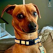Rocky joined the competition — help win amazing prizes! dog, pet, brown_dog, collar, dog_tag, indoor, couch, staircase, curious, closeup, animal, canine, household, furniture, portrait, ears, snout, eyes, expression, domestic