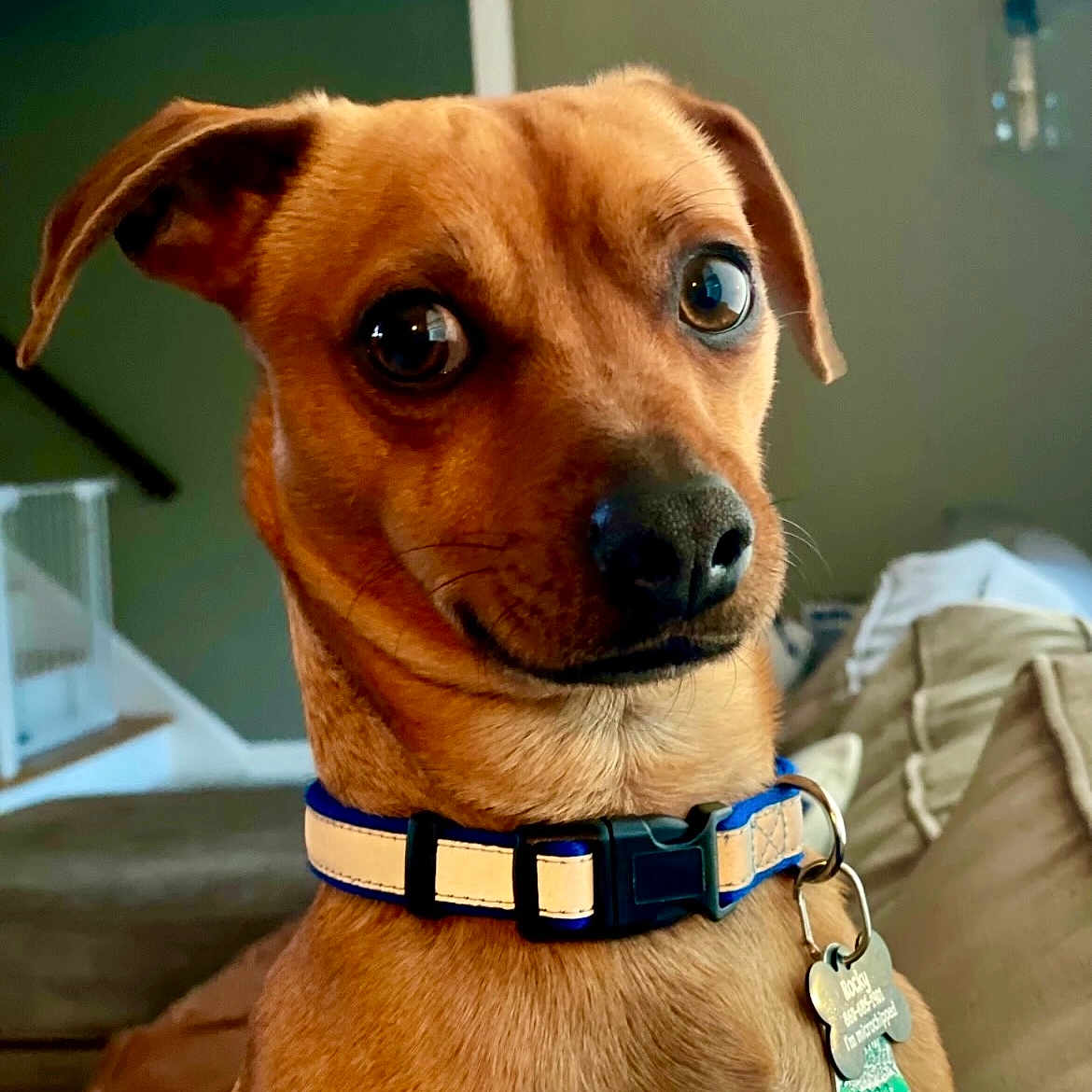 Rocky joined the competition — help win amazing prizes! animal, brown_dog, canine, closeup, collar, couch, curious, dog, dog_tag, domestic, ears, expression, eyes, furniture, household, indoor, pet, portrait, snout, staircase
