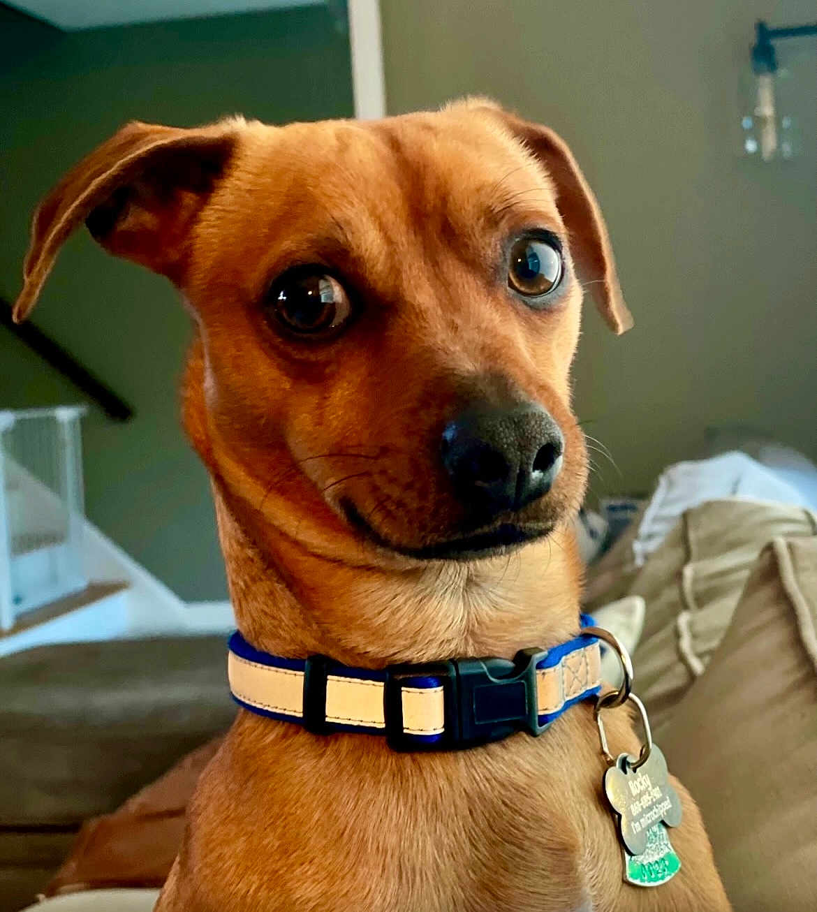 Rocky joined the competition — help win amazing prizes! dog, pet, brown_dog, collar, dog_tag, indoor, couch, staircase, curious, closeup, animal, canine, household, furniture, portrait, ears, snout, eyes, expression, domestic