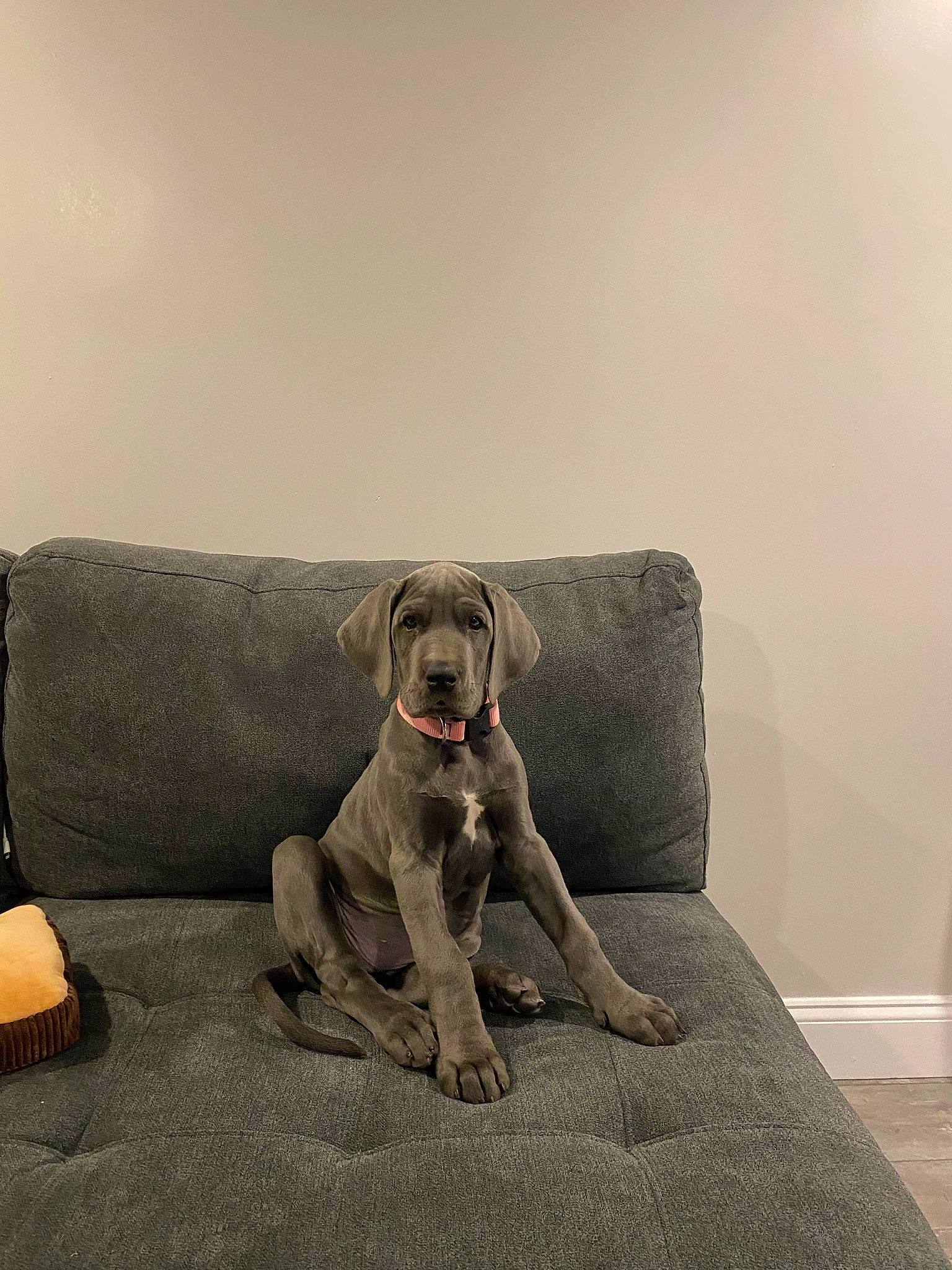 Amelia is registered to the contest to win money with this photo: canidae, carnivore, collar, comfort, companion_dog, couch, dog, dog_breed, dog_collar, dog_supply, fawn, floor, flooring, grey, liver, pet_supply, snout, tail, wood, working_animal