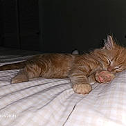 Ralph is registered to the contest to win money with this photo: animal, bed, blanket, cat, closeup, cozy, cute, feline, fur, indoor, kitten, night, orange_tabby, paw, peaceful, pet, resting, sleeping, soft, young