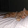 animal, bed, blanket, cat, closeup, cozy, cute, feline, fur, indoor, kitten, night, orange_tabby, paw, peaceful, pet, resting, sleeping, soft, young