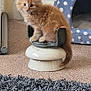 Ralph joined the competition — help win amazing prizes! animal, carpet, cat, curious, cute, domestic, feather_toy, feline, floor, fluffy, furniture, indoor, kitten, orange_cat, pet, pet_cave, polka_dot, resting, small_animal, toy