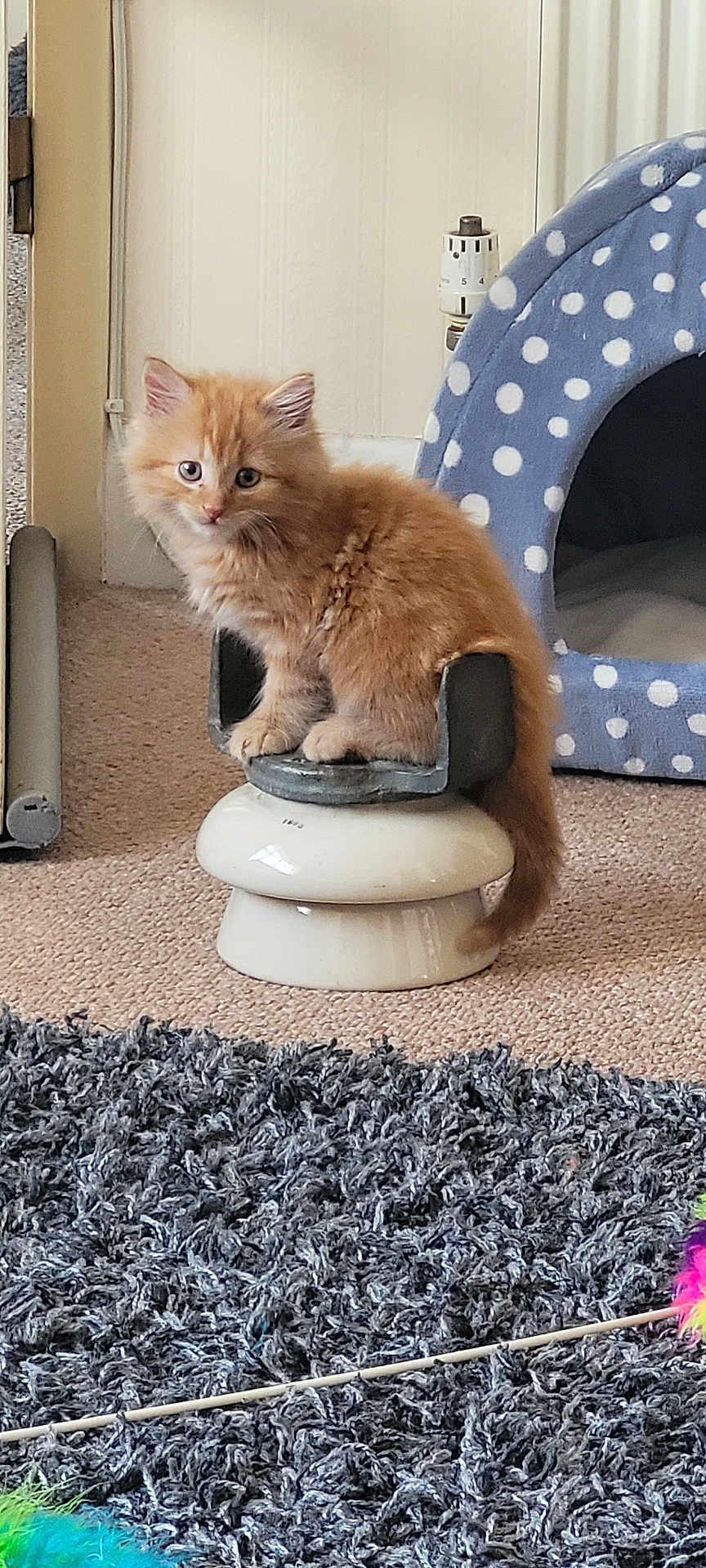 Ralph joined the competition — help win amazing prizes! animal, carpet, cat, curious, cute, domestic, feather_toy, feline, floor, fluffy, furniture, indoor, kitten, orange_cat, pet, pet_cave, polka_dot, resting, small_animal, toy