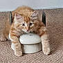 Ralph is registered to the contest to win money with this photo: animal, carpet, cat, ceramic, curious, cute, domestic, feline, floor, fur, indoor, kitten, orange_tabby, paws, pet, playful, resting, small, white_object, young