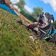 Haiko participe au concours pour gagner de l'argent avec cette photo : dog, ferret, grass, person, leash, outdoor, sky, blue_sky, animal_interaction, pet, playing, nature, daylight, happy, canine, mammal, grass_field, casual, fun, relaxed
