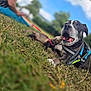 dog, ferret, grass, person, leash, outdoor, sky, blue_sky, animal_interaction, pet, playing, nature, daylight, happy, canine, mammal, grass_field, casual, fun, relaxed