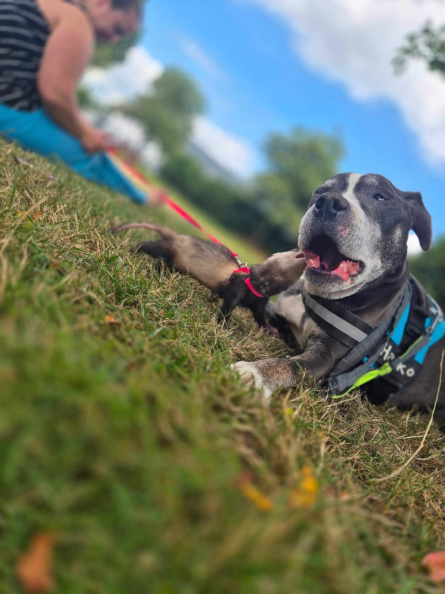 Haiko participe au concours pour gagner de l'argent avec cette photo : dog, ferret, grass, person, leash, outdoor, sky, blue_sky, animal_interaction, pet, playing, nature, daylight, happy, canine, mammal, grass_field, casual, fun, relaxed