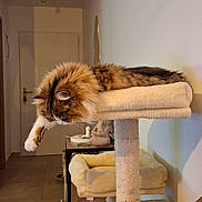 Athena a rejoint le concours — aidez-le/la à gagner de superbes lots ! beige, cat, cat_tree, cozy, door, floor, fluffy, furniture, hallway, home, indoor, jacket, lighting, mirror, paw, plush, portrait, relaxed, sleeping, sneakers