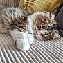 Athena participe au concours pour gagner de l'argent avec cette photo : cat, sleeping, fluffy, couch, pillow, indoor, pet, cozy, relaxing, feline, tabby, whiskers, fur, nap, home, domestic_animal, animal, cute, resting, soft